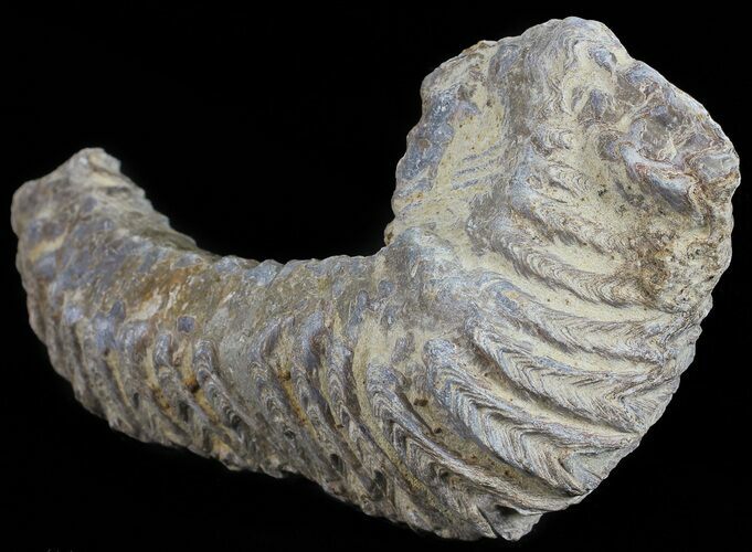 Cretaceous Fossil Oyster (Rastellum) - Madagascar #54453